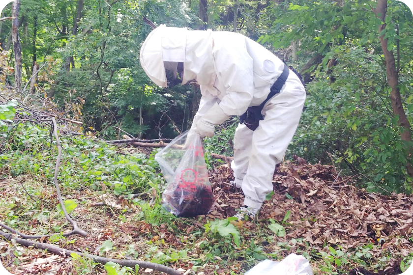 ハチの巣・スズメバチ駆除