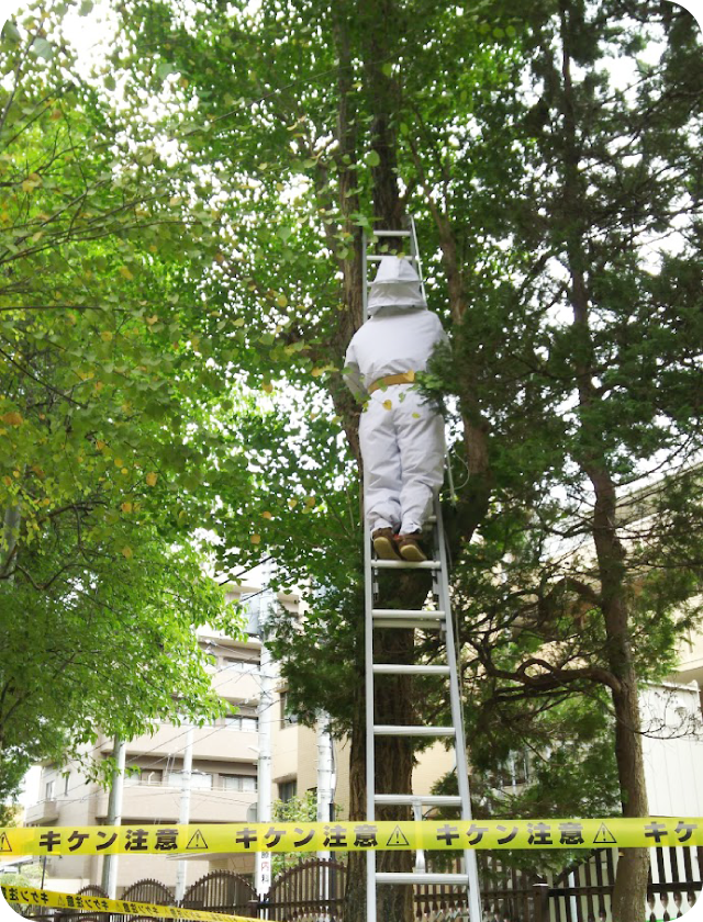 はちの巣・スズメバチ駆除駆除 仙台市内東北大学キャンパス内